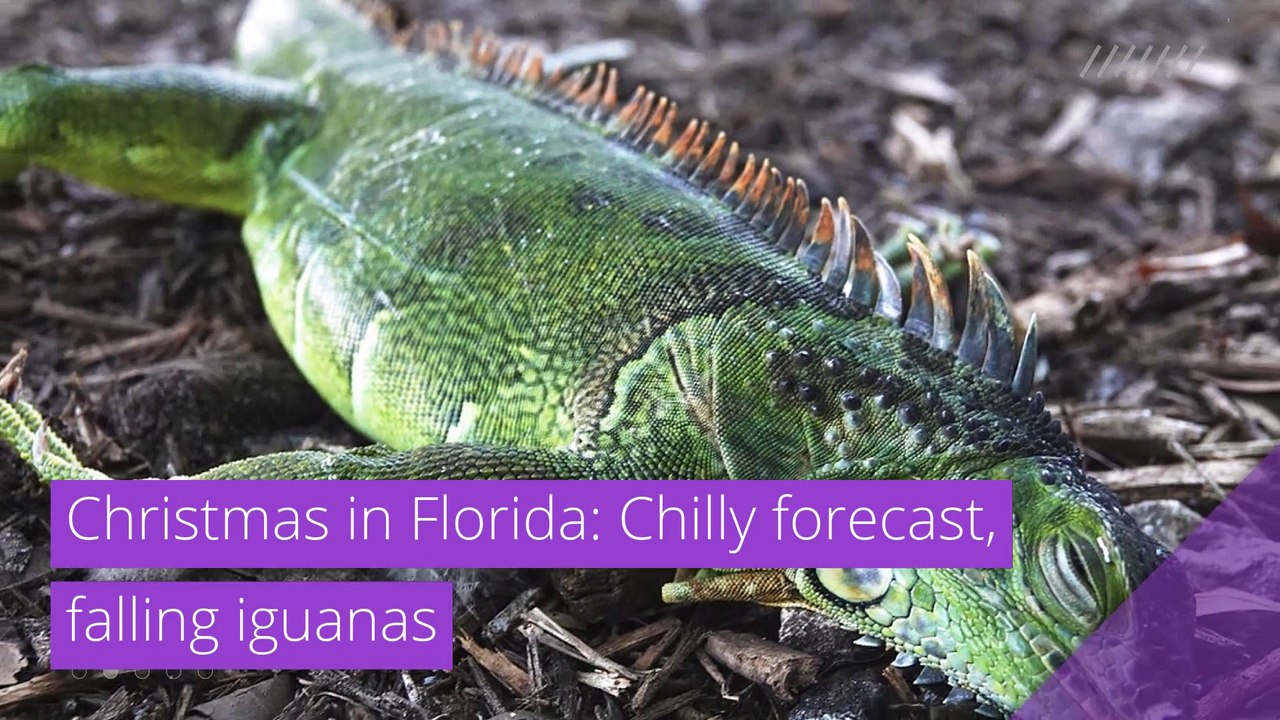 Christmas in Florida: Chilly forecast, falling iguanas, and other top stories in strange news from December 31, 2020.