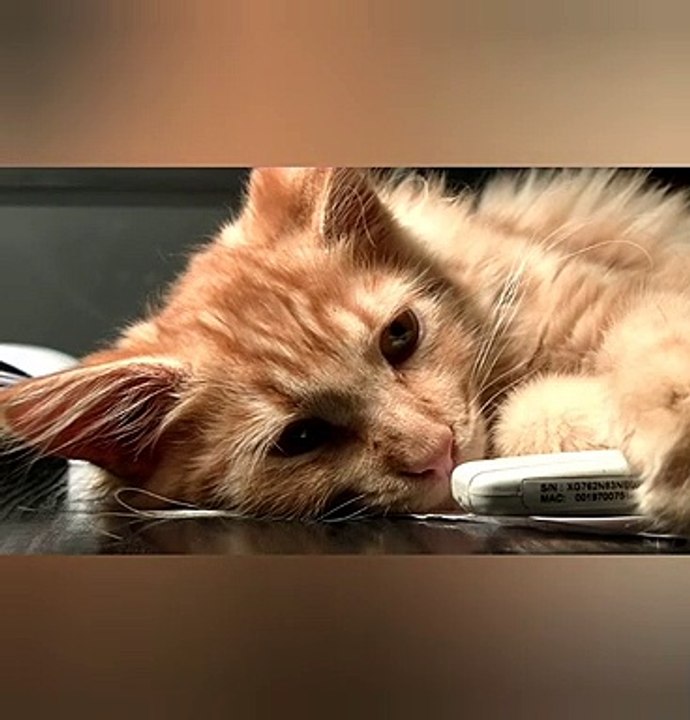 #rap #hiphop #music #rapper #trap #beats #rapmusic #Artist #love #producer #newmusic #hiphopmusic #freestyle #rappers #soundcloud #art #explorepage #spotify #follow #Youtube #dj #like #trapmusic #rnb #hiphop #bhfyp #beat #musicproduc    Chat_La belle  vie