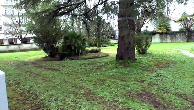 LES W-D.D. MICHOU64 NEWS - 28 DÉCEMBRE 2020 - PAU - RAVALEMENT RÉSUMÉ DE LA SEMAINE N° 51 DU 14 AU 18 DÉCEMBRE