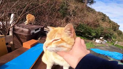 I took photos of stray cats living in Japan.14
