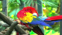Animals in 8K ULTRA HD HDR - Collection of Colorful Animals II (60 FPS)