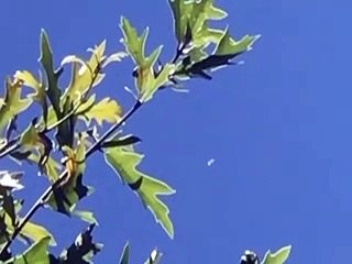 UFO Sighting Over Dallas, Texas on June 11, 2020