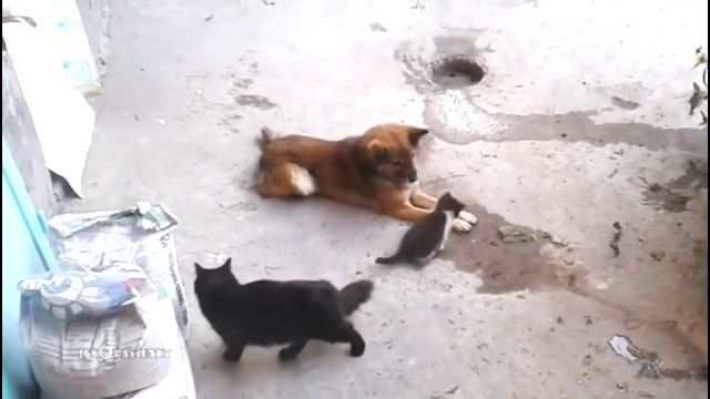 Une maman chat présente ses chatons à son ami le chien... Tellement émouvant
