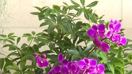 반려식물로 코로나 우울 해소 / YTN