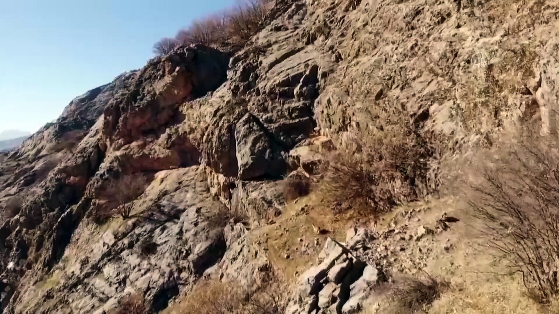 ⁣Yabani dağ keçilerinin zorlu yolculuğu kamerada!