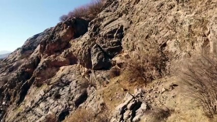 Yabani dağ keçilerinin zorlu yolculuğu kamerada!