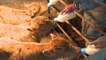 2021년 소띠 해 앞두고 '한우 송아지 세쌍둥이' 출산 화제 / YTN