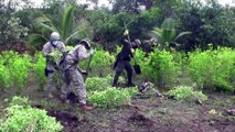 In Colombia lotta ai narcos. Sradicati 130.000 ettari di colture di cocaina