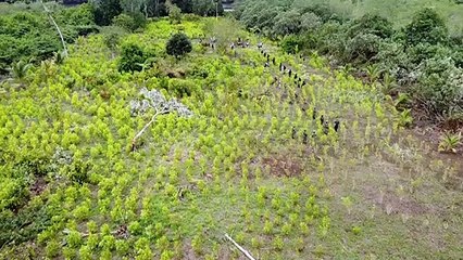 كولومبيا تعلن إتلاف مساحات قياسية من حقول الكوكا للسنة الثانية على التوالي