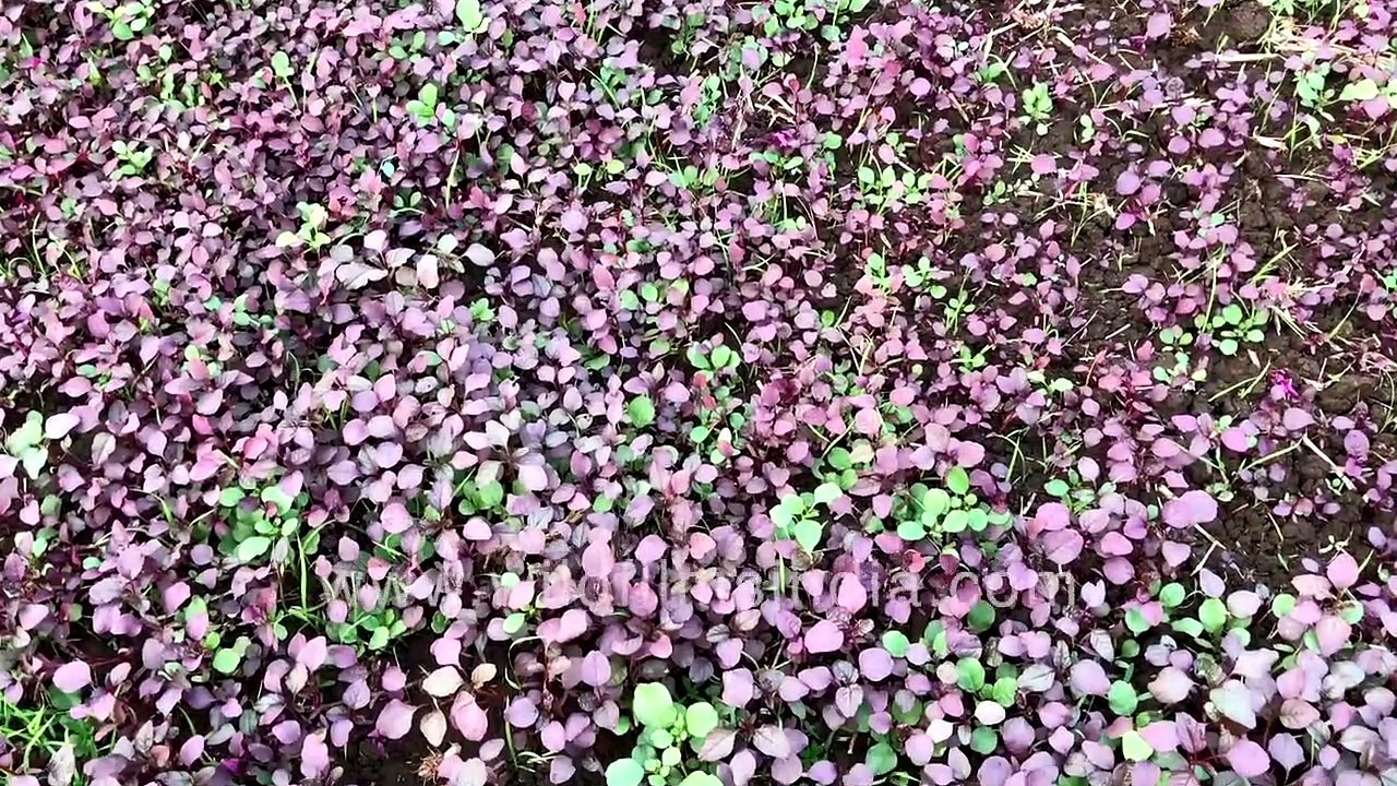 Growing Amaranthus in rural farms _ Agriculture in Western India during winter
