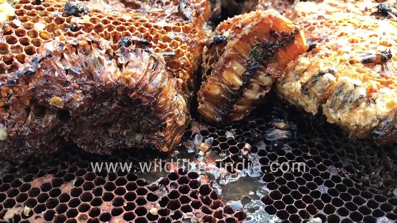 Organic honey straight from honeycomb _ Vendors sell honey with honeycomb on Maharashtra highway