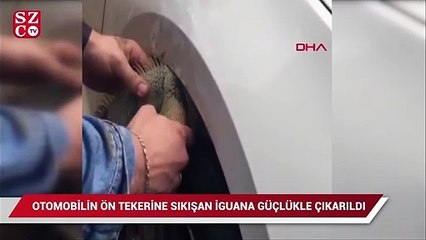 Otomobilin ön tekerine sıkışan iguana, güçlükle çıkarıldı