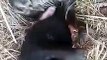भालू के 2 नन्हें शावकों का नया वीडियो आया सामने, इस तरह खेल रहे एक-दूजे के साथ