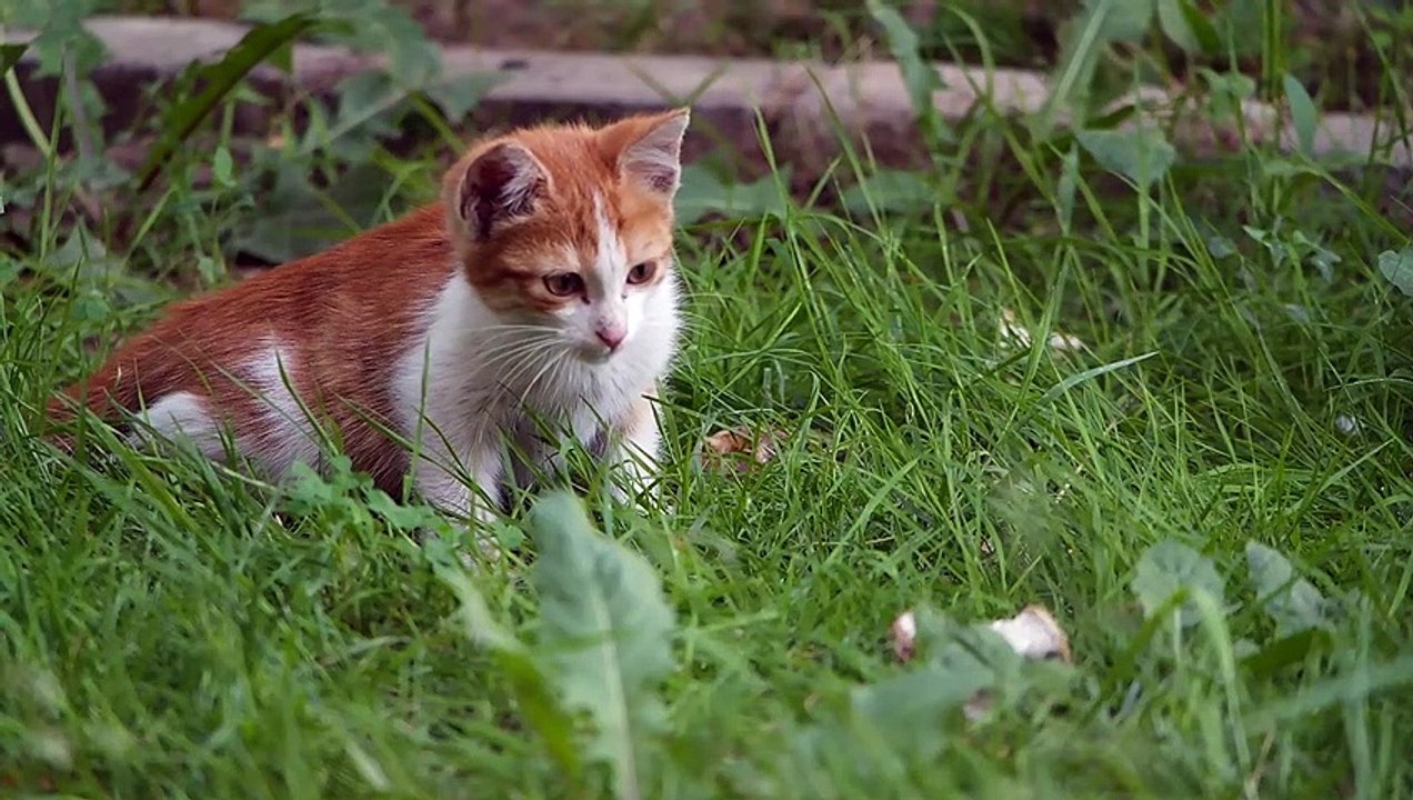 chat instinct
