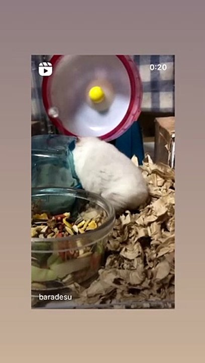 ハムスター