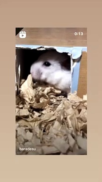 ハムスター