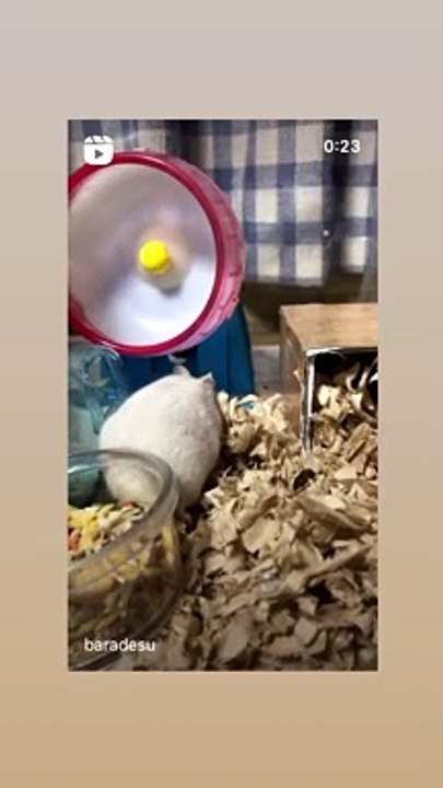 ハムスター