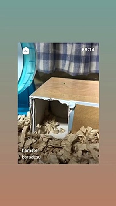 ハムスター