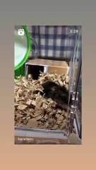 ハムスター
