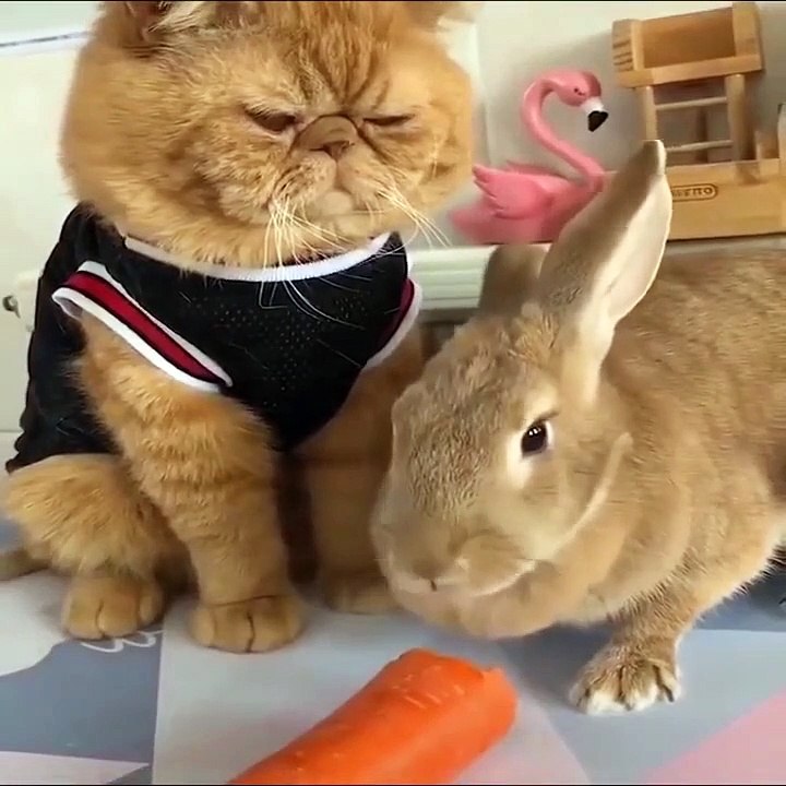 HAPPY NEW YEAR  /MUTLU YILLAR/FROHES NEUES JAHR / YENİ İLİNİZ MÜBARƏK /S NOVYM GODOM/Xīnnián kuàilè