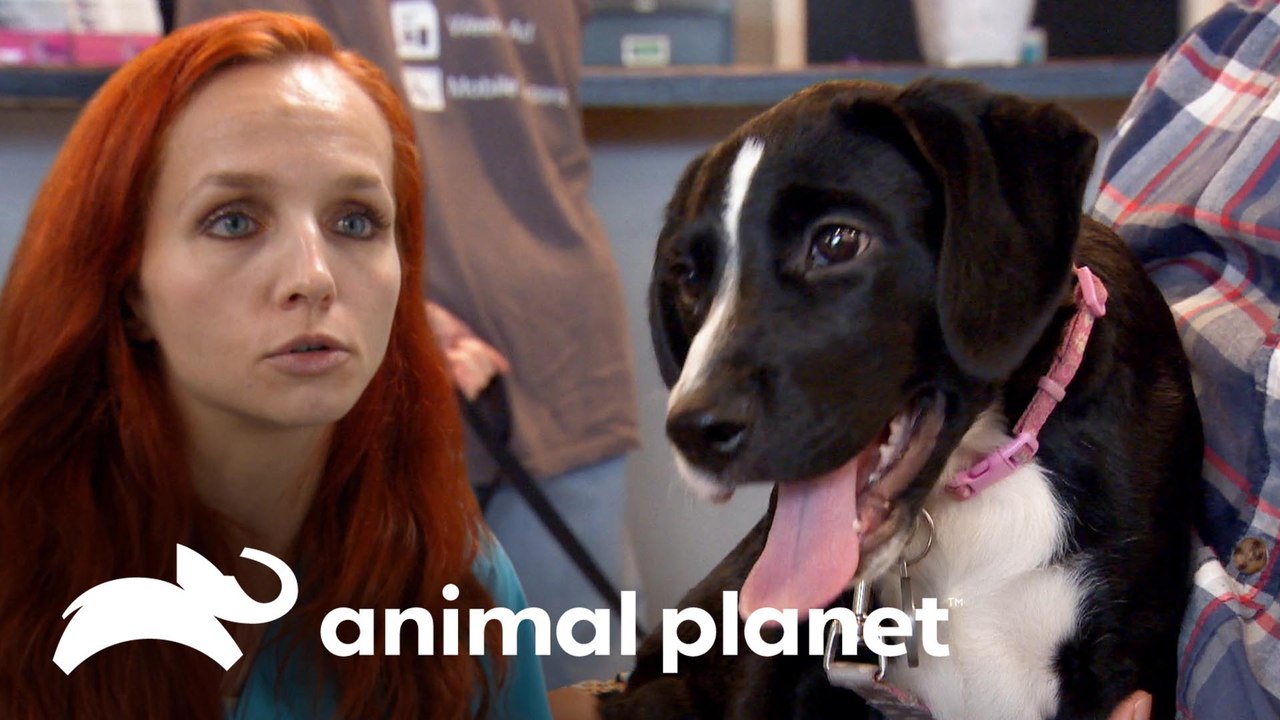 O cachorro quebra o cotovelo ao pular de um sofá | Veterinário das montanhas | Animal Planet Brasil