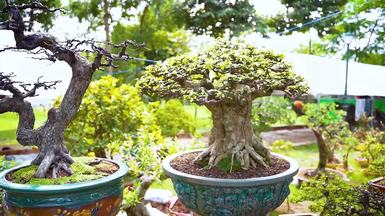 Cây cảnh đẹp 2019