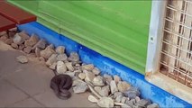 Brown Snake Snacks on Brown Snake