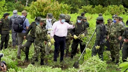 La Colombie revendique un nouveau record d'éradication de plants de coca