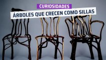 [CH] Sillas que crecen en los árboles