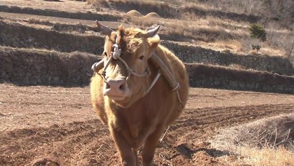 인내와 힘의 상징 흰 소...일상 찾기 위해 '힘내소' / YTN