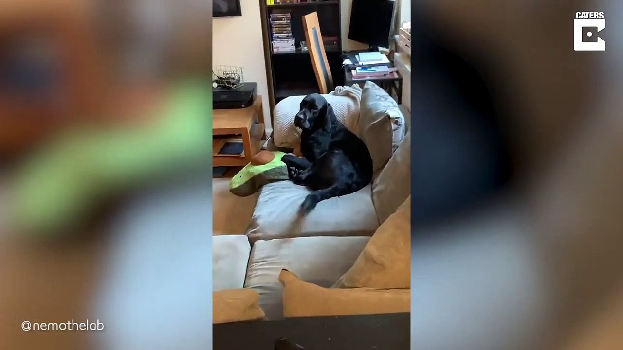 Son chien a un doudou un peu encombrant...