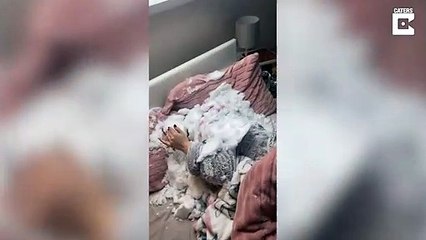 Il n'avait pas prévu ça en ouvrant sa fenêtre