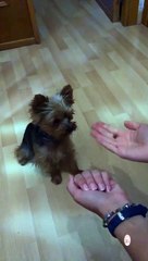 The dog is shocked | I dare you to not laugh | comedy | funny animal