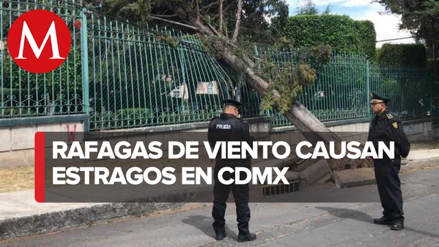 En CdMx, viento derribó al menos 18 árboles y una barda; Protección Civil mantiene alerta