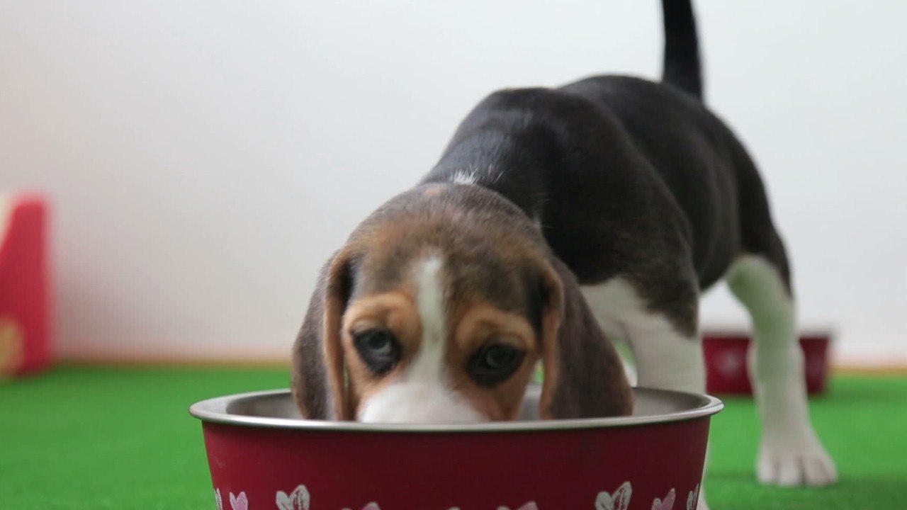 Pet Food Recalled After Dozens Of Dog Deaths video Dailymotion