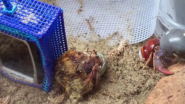 Rescued Hermit Crab Switches Shells