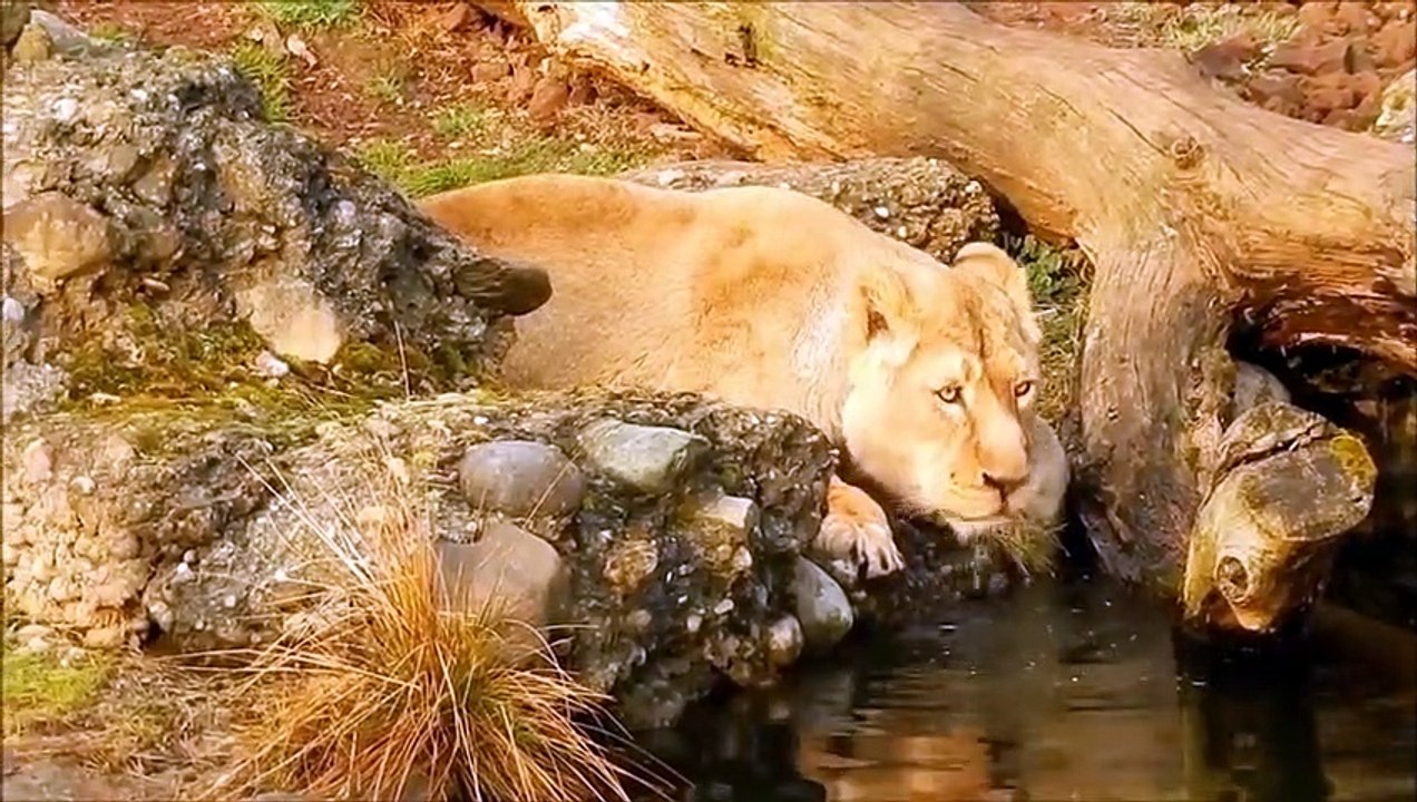 Wildlife Video _ Animals Video _ Best Animals compilation 2020_ Forest Animals Video _ Wild Animals