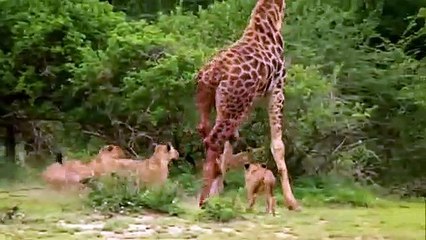 Wildlife Brave Giraffe Kick Five Lion To Save Baby - Power of  LION In The Animal World But FAIL