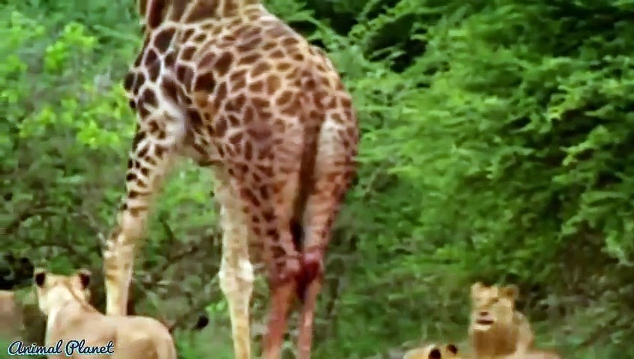 Buffalo vs Lion vs Giraffe - Big Battle of Snake_ Leopard_ Crocodile_Tiger vs the prey _ Wild animal