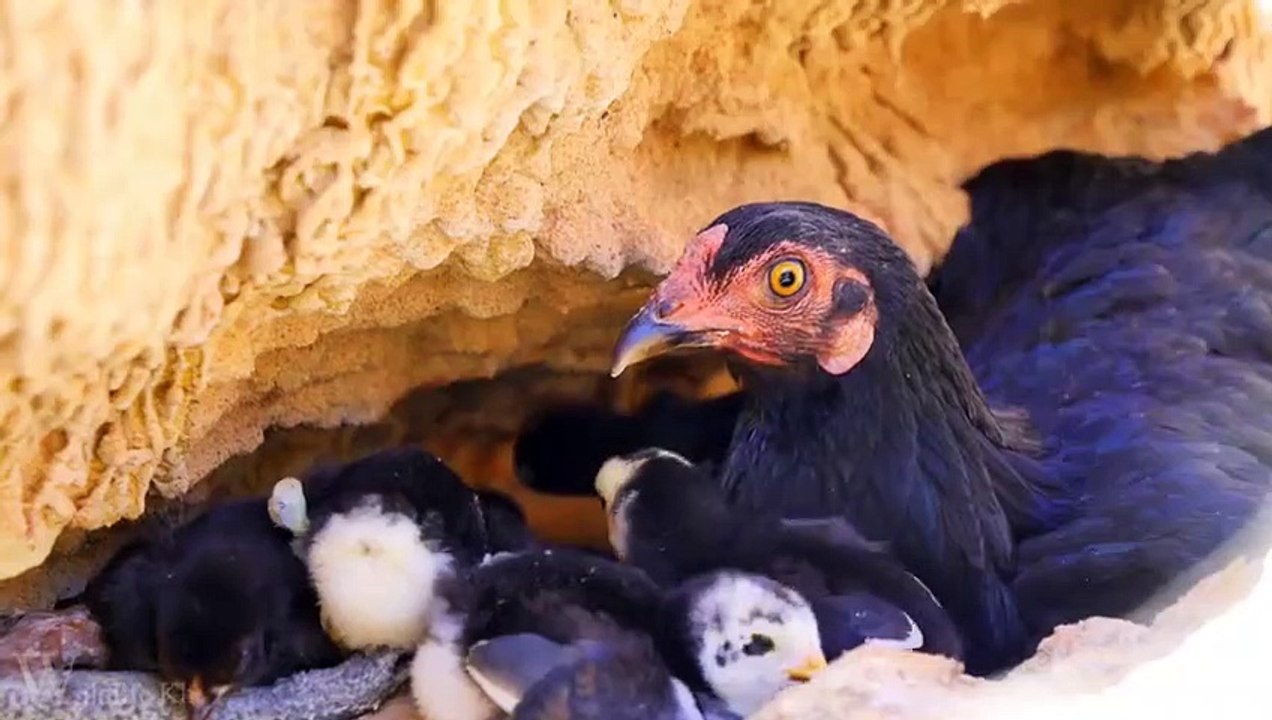 Primitive Man Saves Family Chicken From Snake Attack - Amazing Wild Animal Attack
