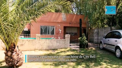 Bonzo ya está su casa: el perro héroe de City Bell que salvó a una familia en un robo