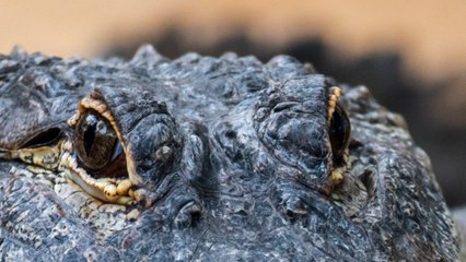 Scientists Discover The Biggest Animal Species That Can Regrow Its Own Limbs