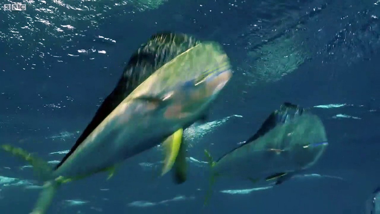 flying fish