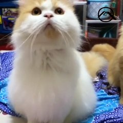 Funny short videos | Very cute cats and dogs