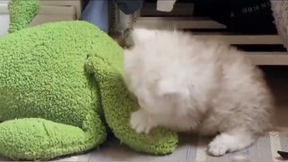 Fluffy Dog Absolutely Adores His New Kitten Friend