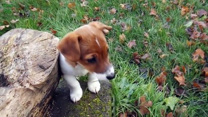 Puppies and Kittens Best Friends Compilation