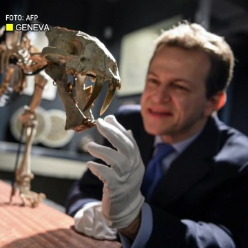 Rangka harimau prasejarah dijual pada harga RM342,714