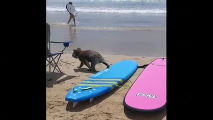 Un koala sorprende a los bañistas de una playa de Australia