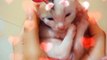 New Born Cute Cat Kitten Videos ( kittens Video ).  Cute And Funny Baby Cat Videos. New kittens Videos.