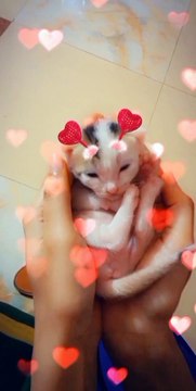 New Born Cute Cat Kitten Videos ( kittens Video ). Cute And Funny Baby Cat Videos. New kittens Videos.
